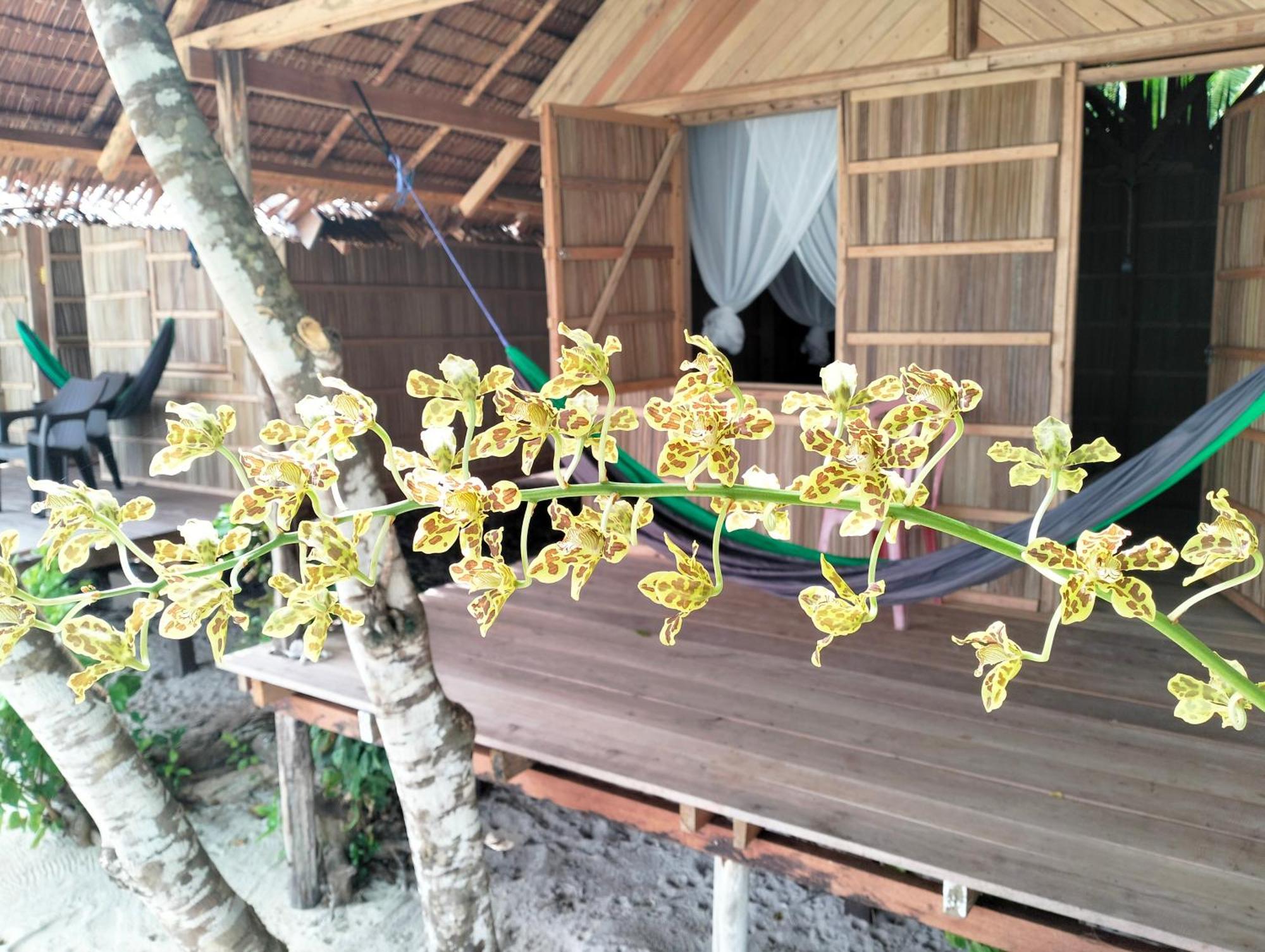 Mambetron Homestay Raja Ampat Pulau Mansuar Exterior foto